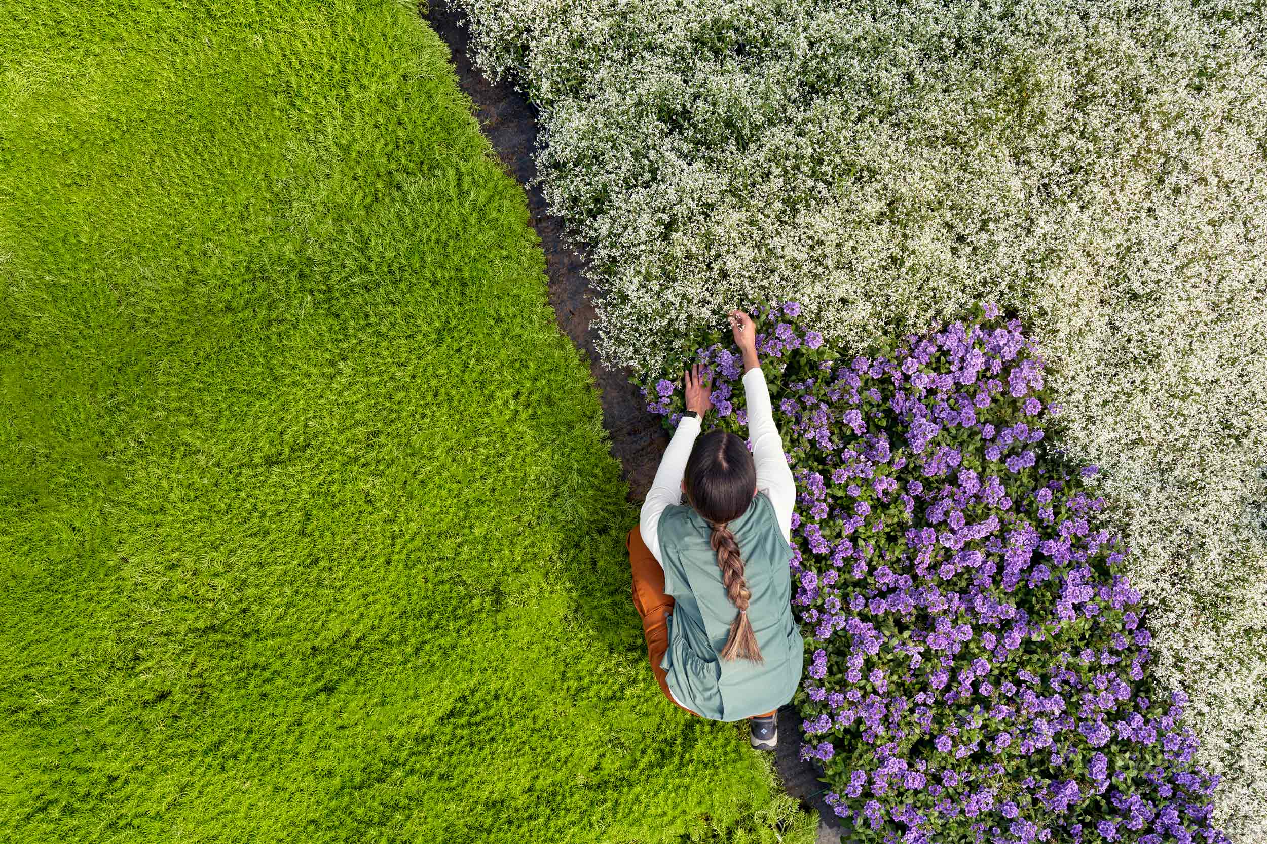 20220629_Bayer-ES-Ornamentals_0887-layers