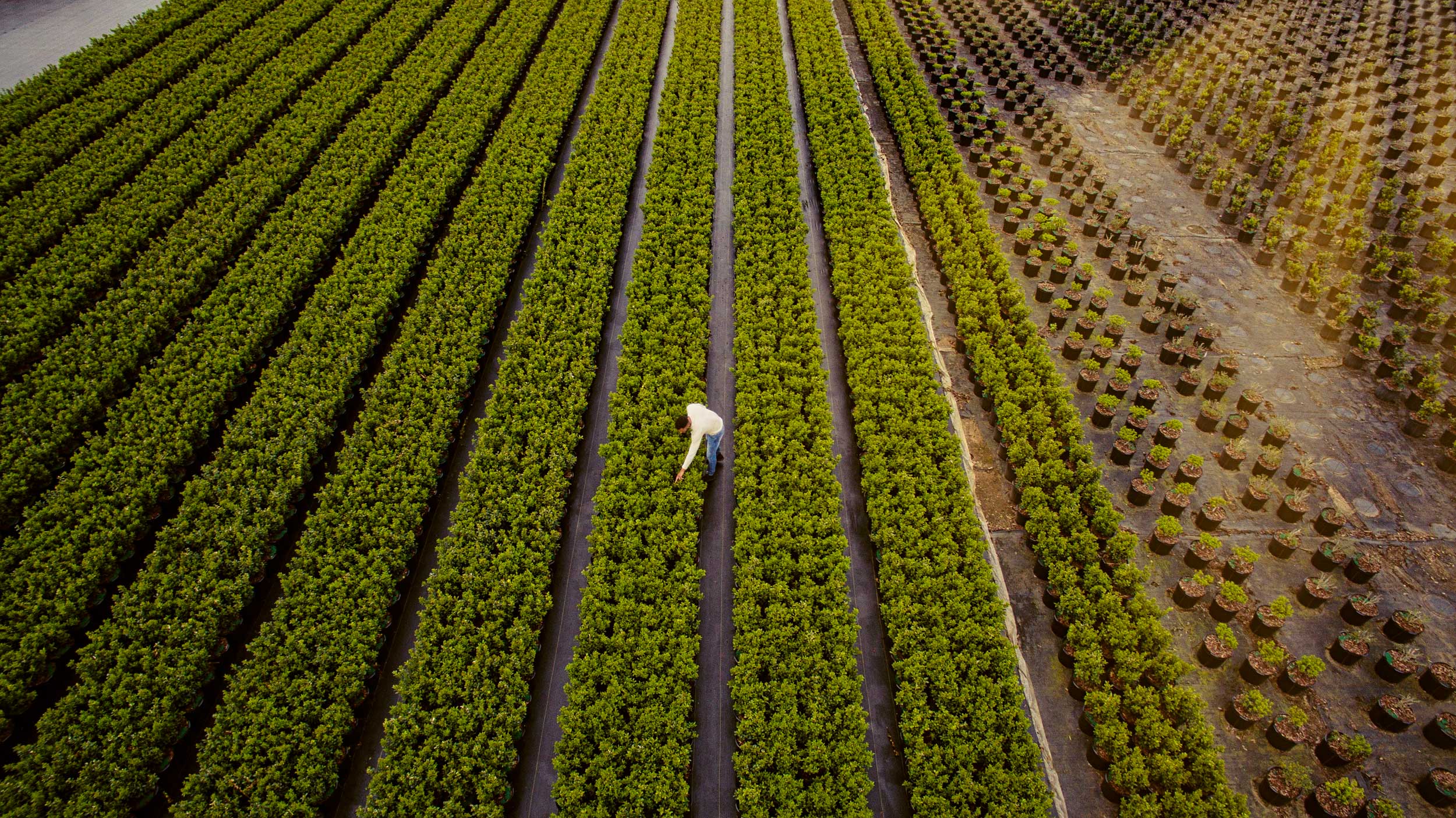 drone photographer farm agriculture
