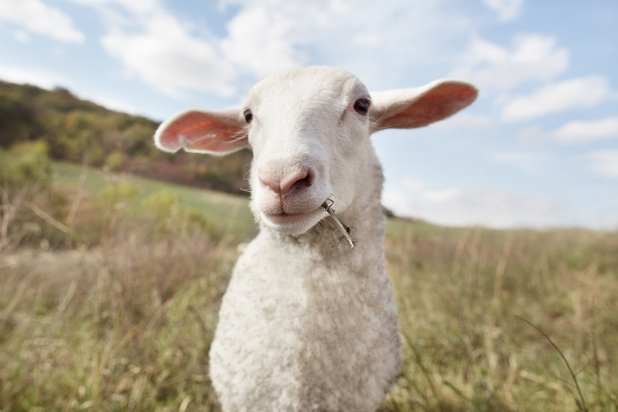 FARM-033_GD__L6A3577-flat